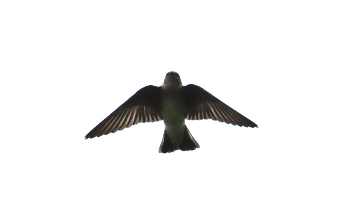 Northern Rough-winged Swallow - ML618389395