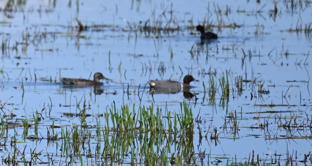 Green-winged Teal - ML618389412