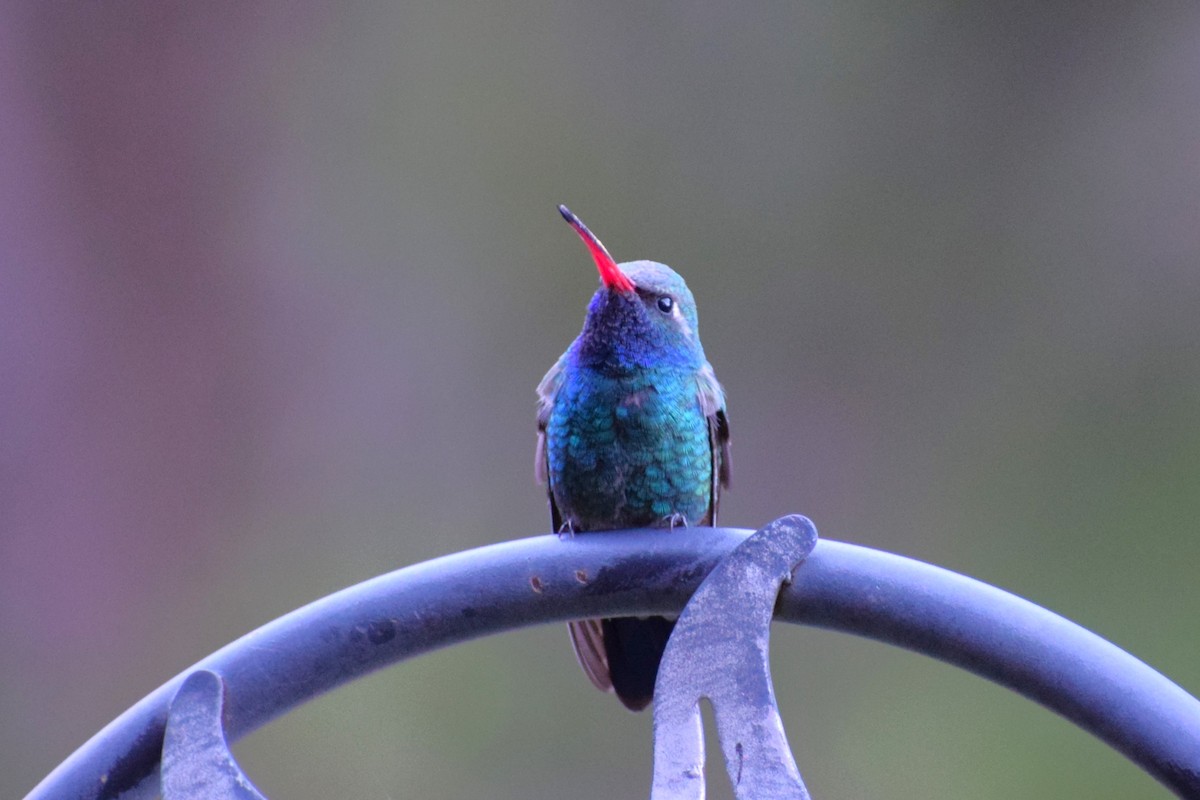Broad-billed Hummingbird - Pamela Carney