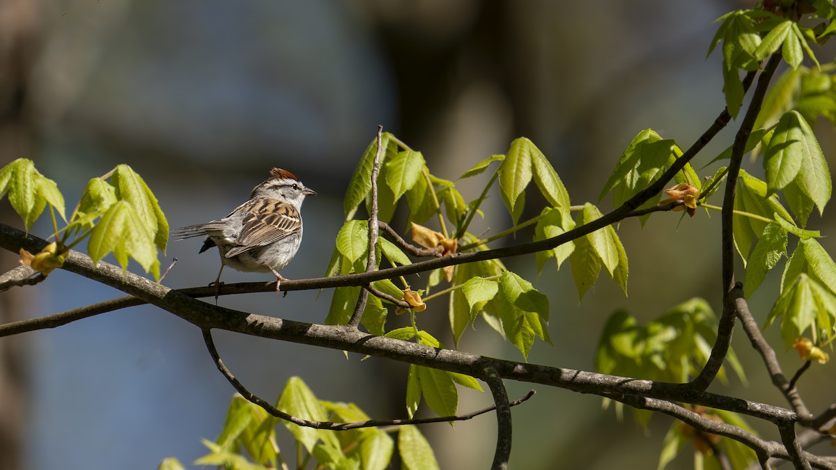 Chipping Sparrow - ML618389421