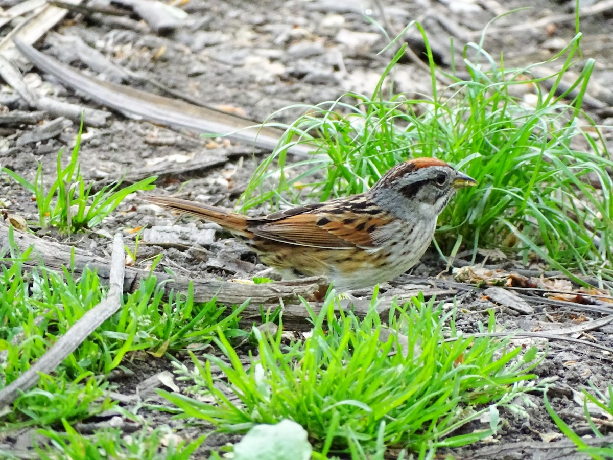 Swamp Sparrow - Janet Wooten