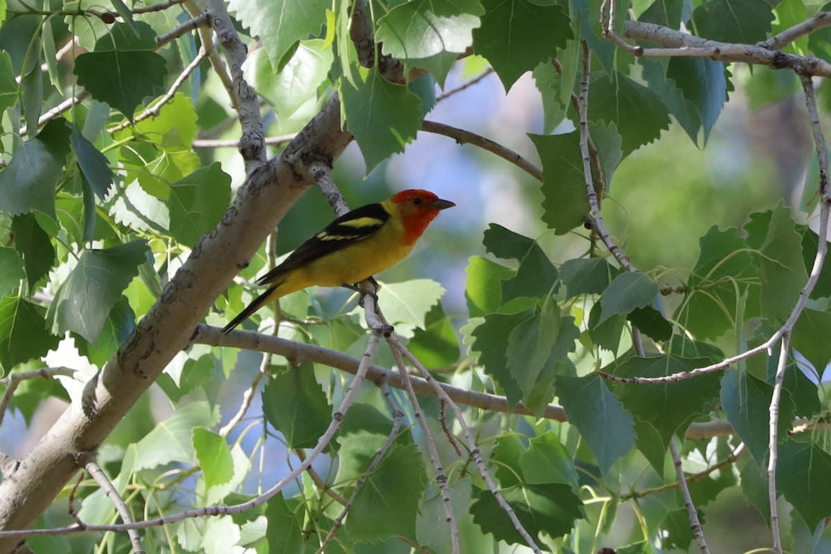 Western Tanager - ML618389438