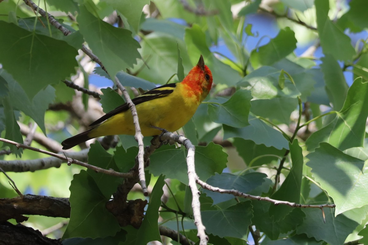 Western Tanager - ML618389439
