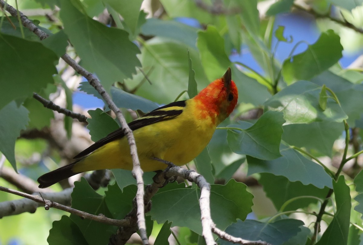 Western Tanager - ML618389440
