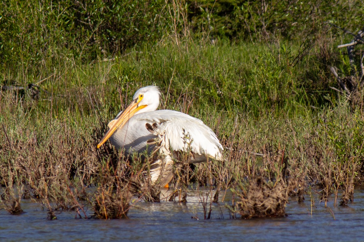 pelikán severoamerický - ML618389441