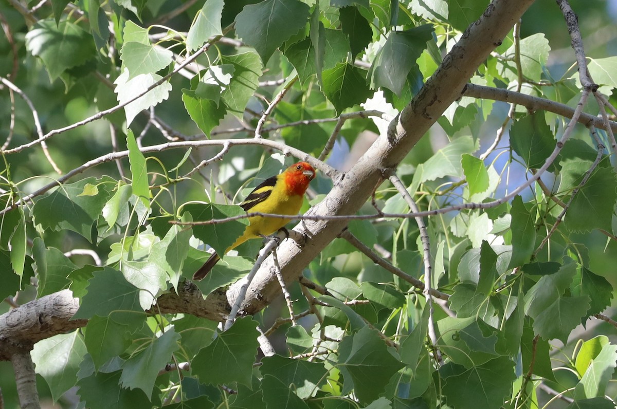 Western Tanager - ML618389442