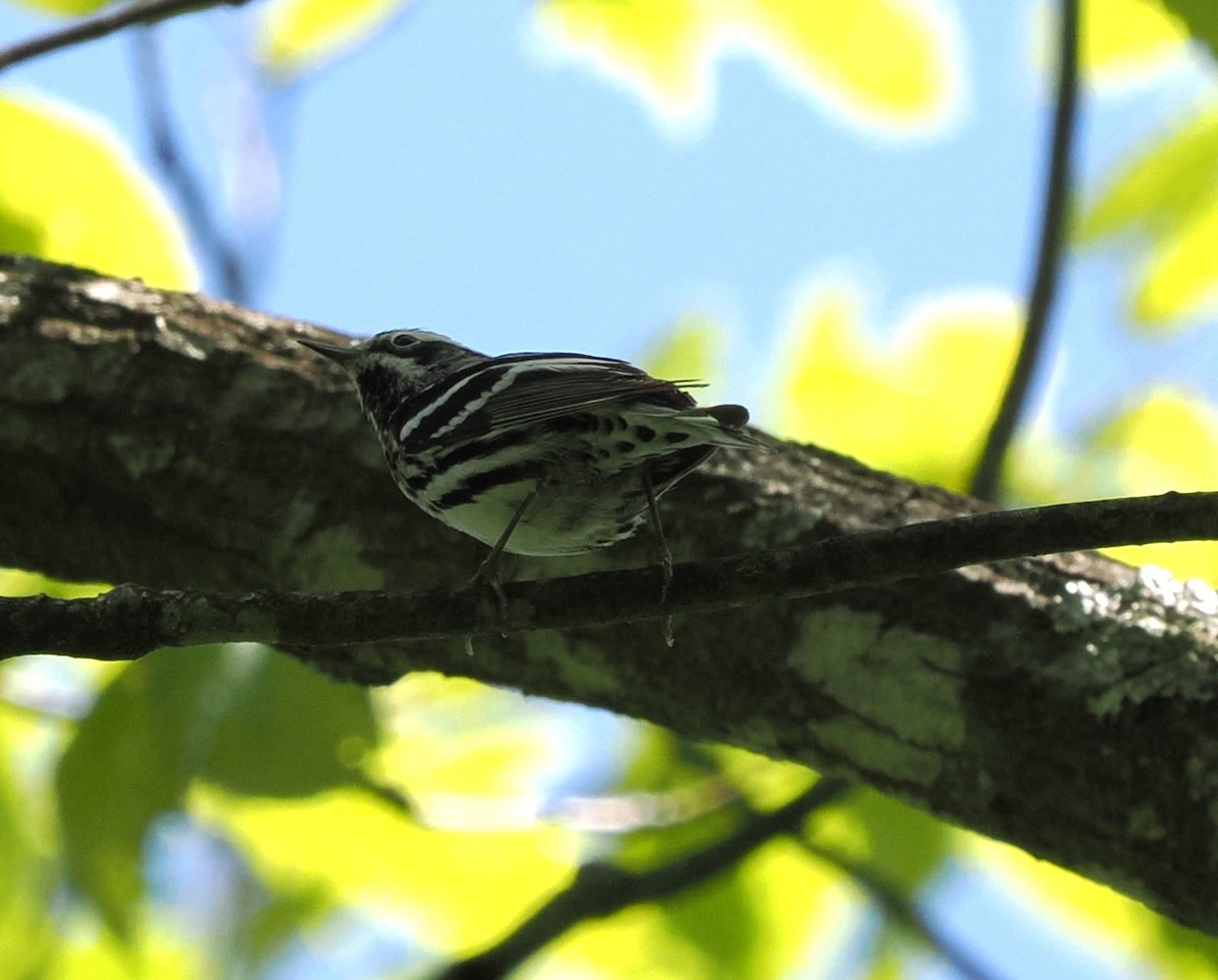 Black-and-white Warbler - ML618389443