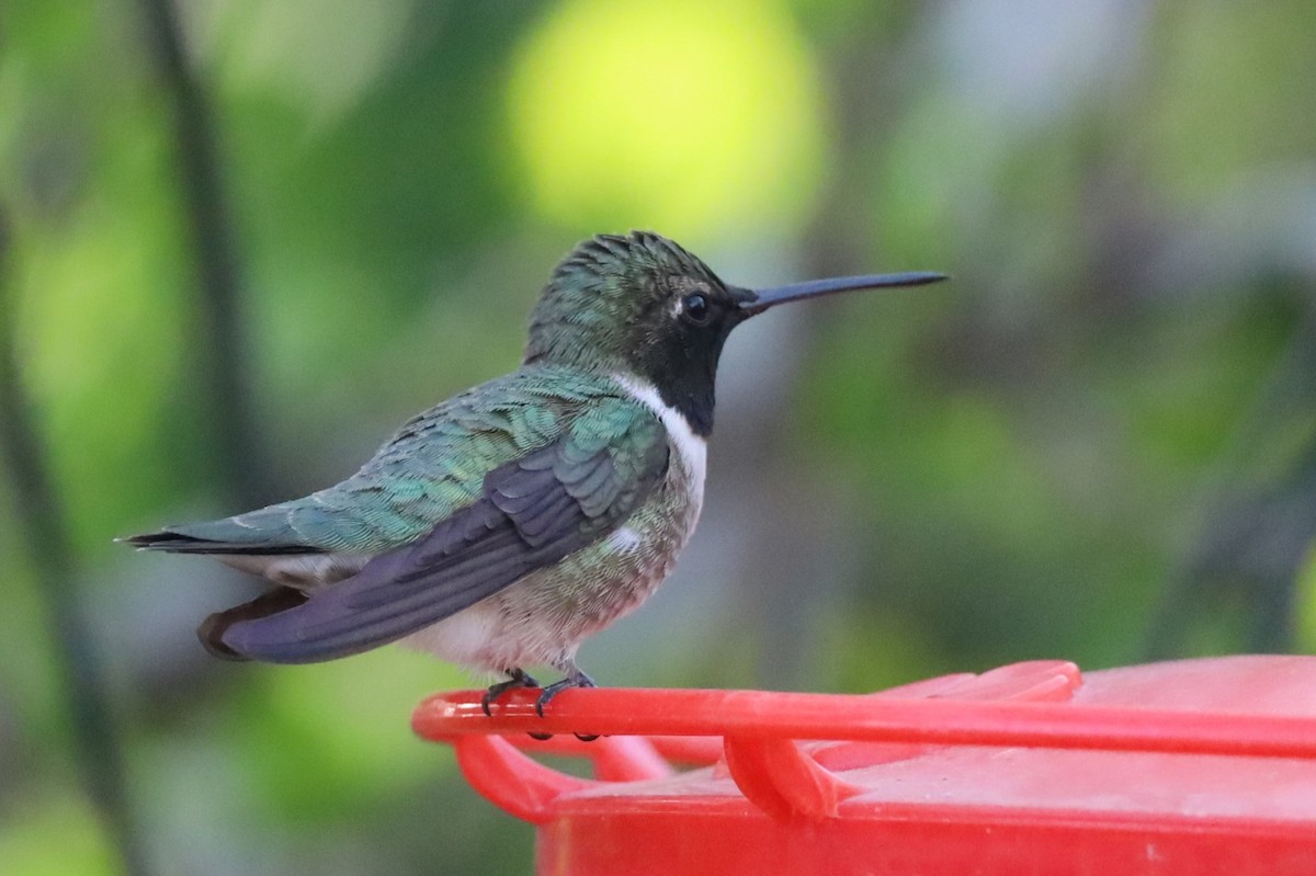 Black-chinned Hummingbird - ML618389457