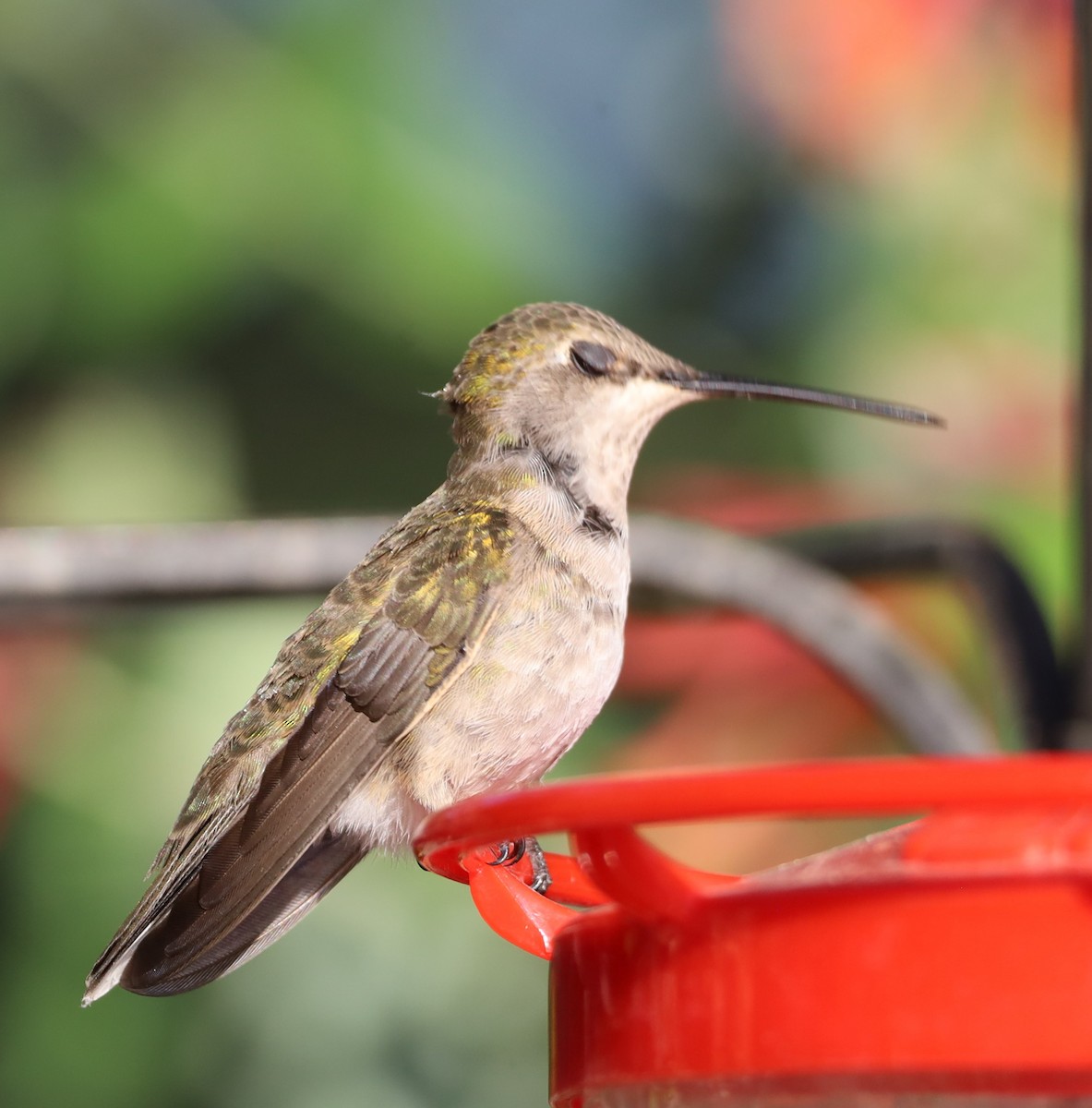 Black-chinned Hummingbird - ML618389463