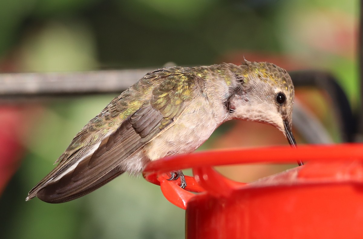 Black-chinned Hummingbird - ML618389464