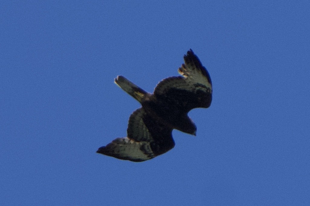 Short-tailed Hawk - ML618389469