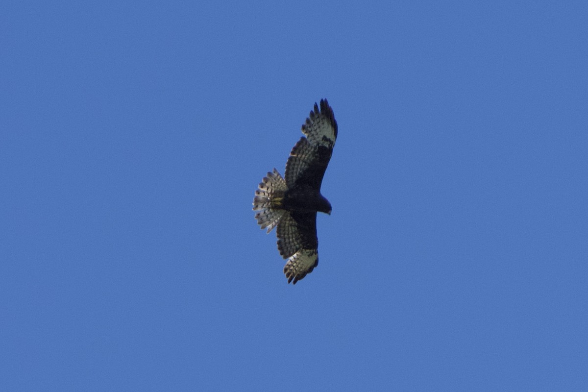 Short-tailed Hawk - ML618389470