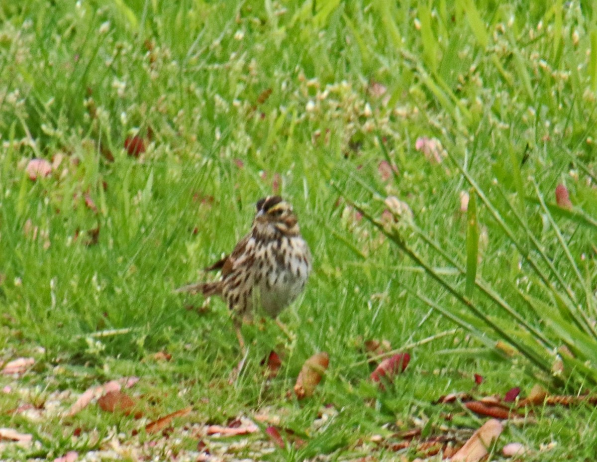 Savannah Sparrow - ML618389508