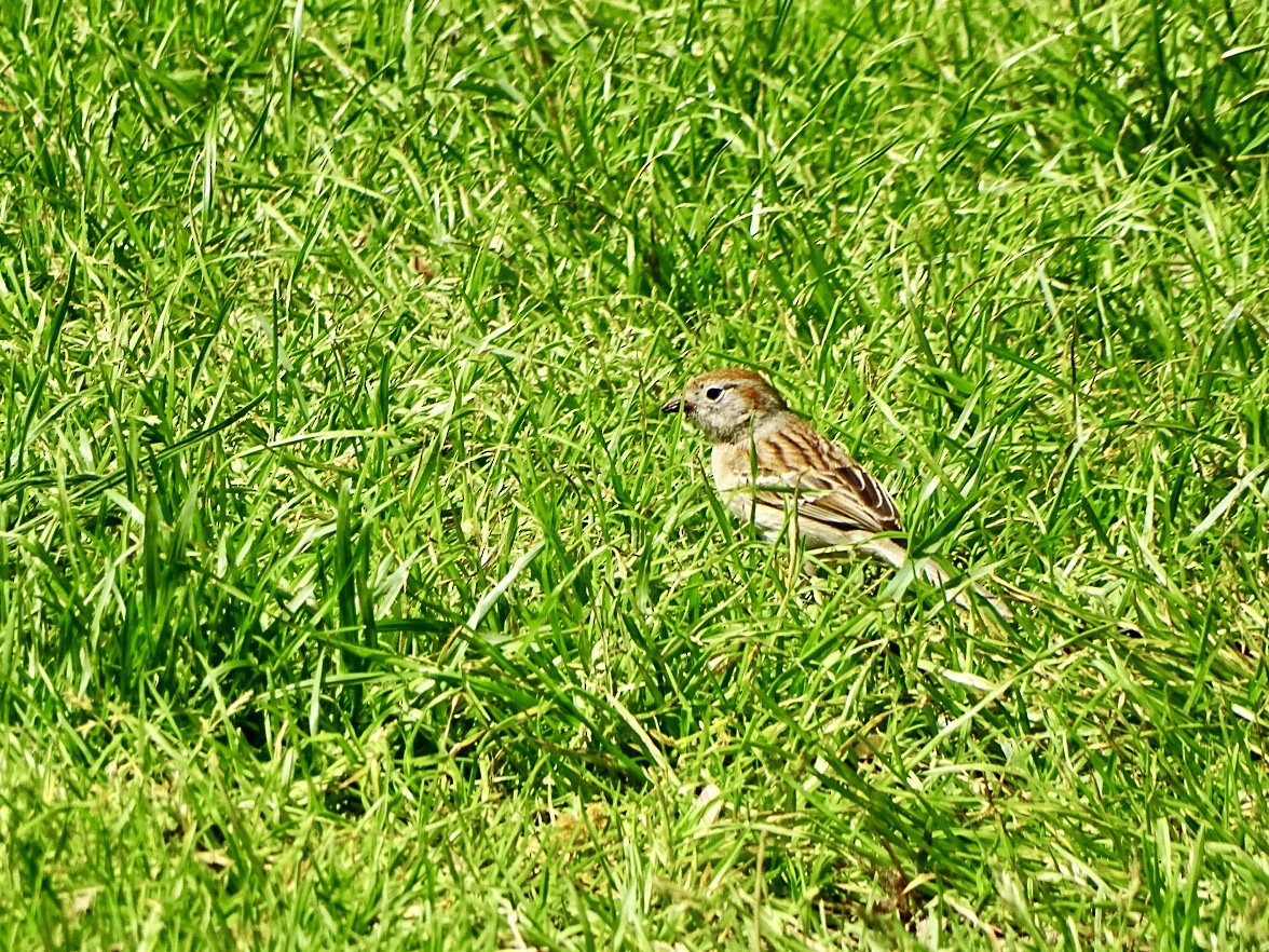 Field Sparrow - ML618389510