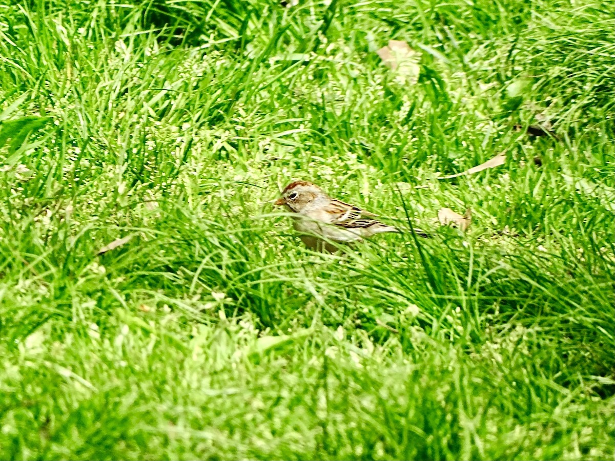 Field Sparrow - ML618389511