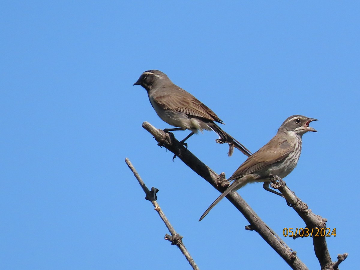 Black-throated Sparrow - ML618389522