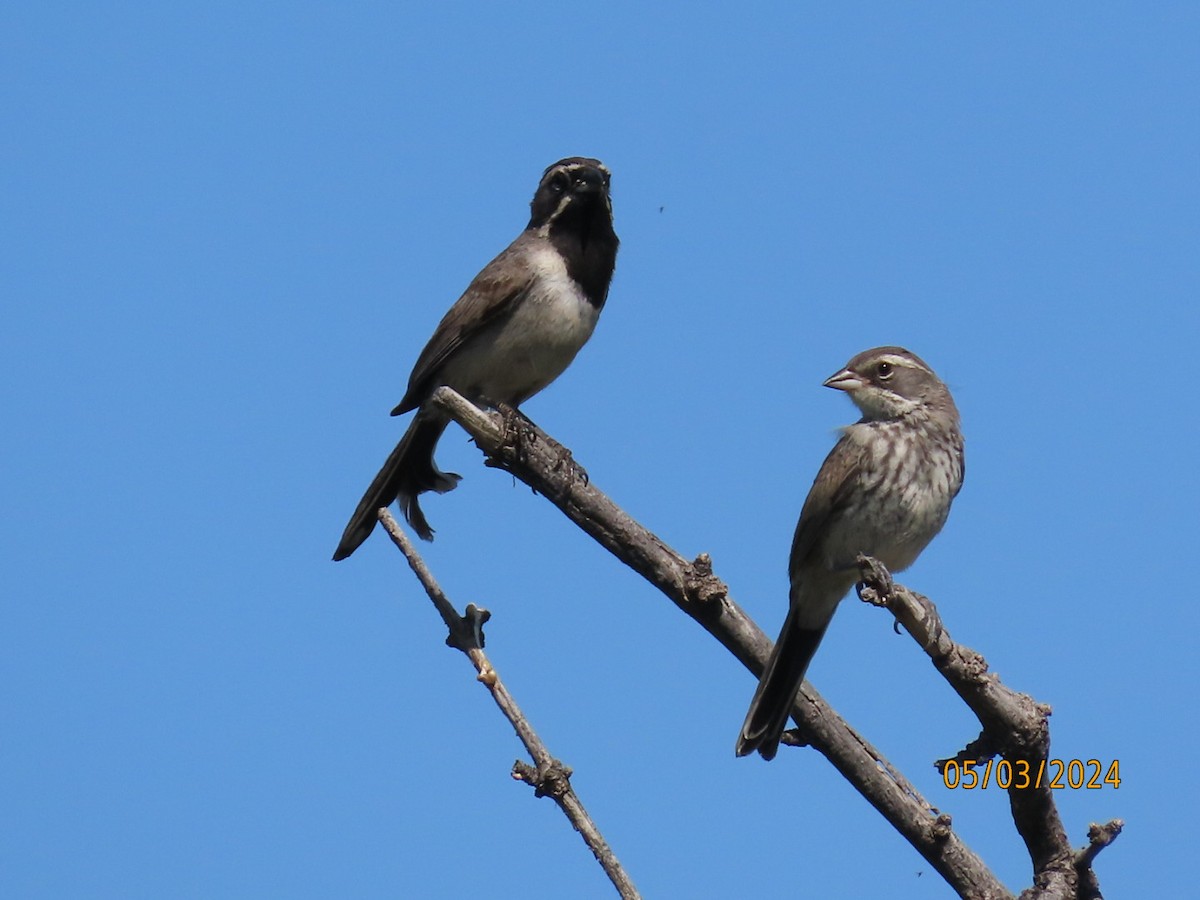 Black-throated Sparrow - ML618389523