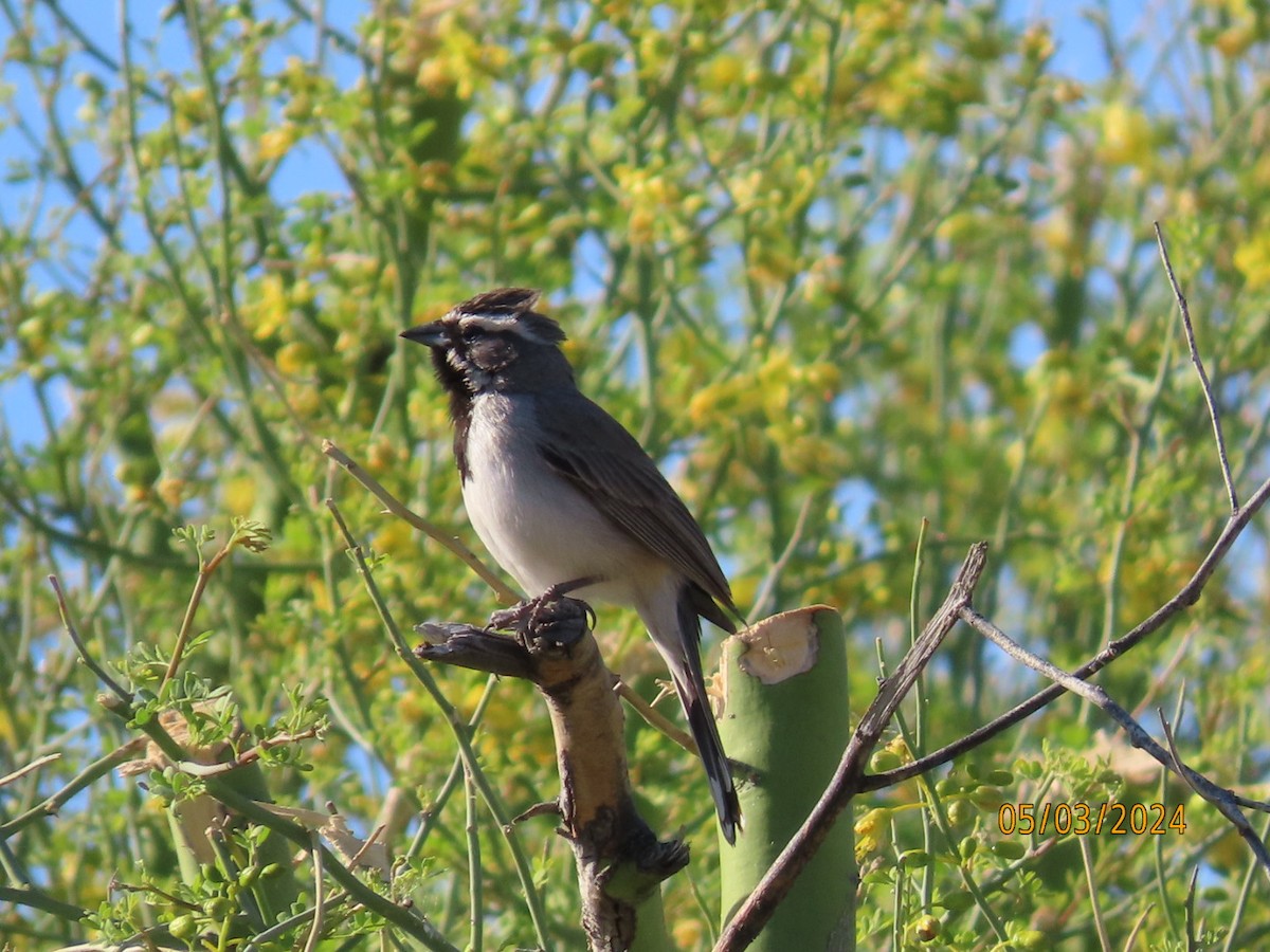 Black-throated Sparrow - ML618389524