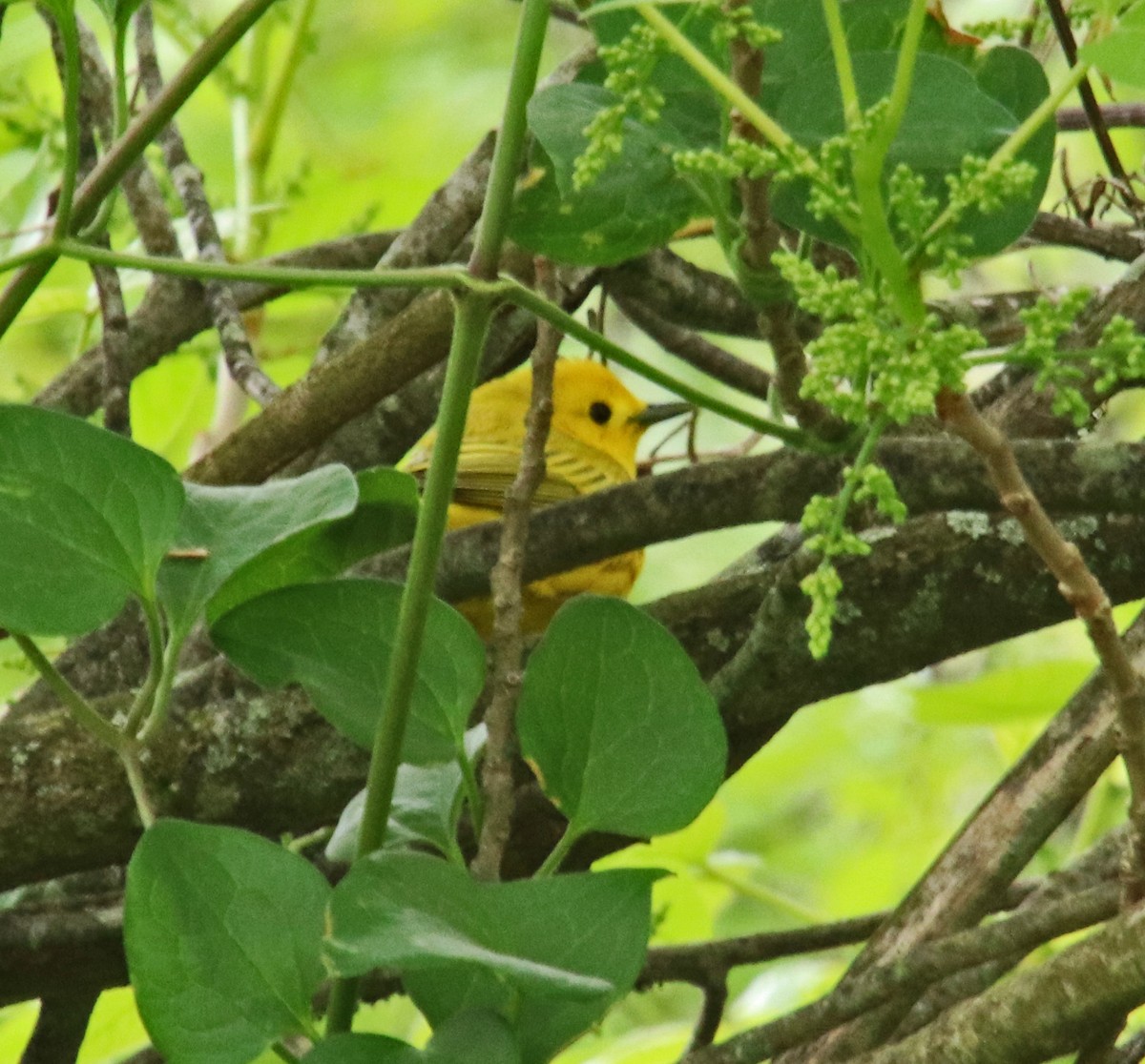 Yellow Warbler - ML618389531