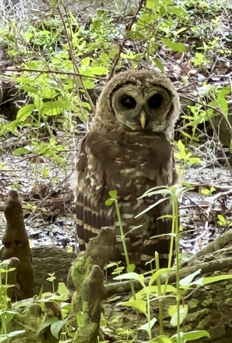 Barred Owl - ML618389560