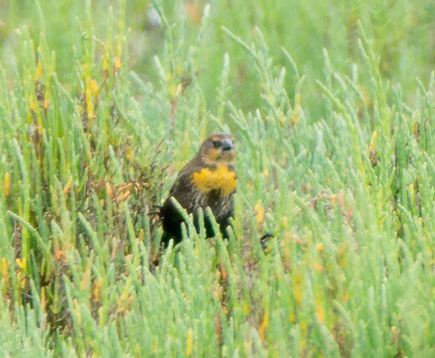 Yellow-headed Blackbird - ML618389565