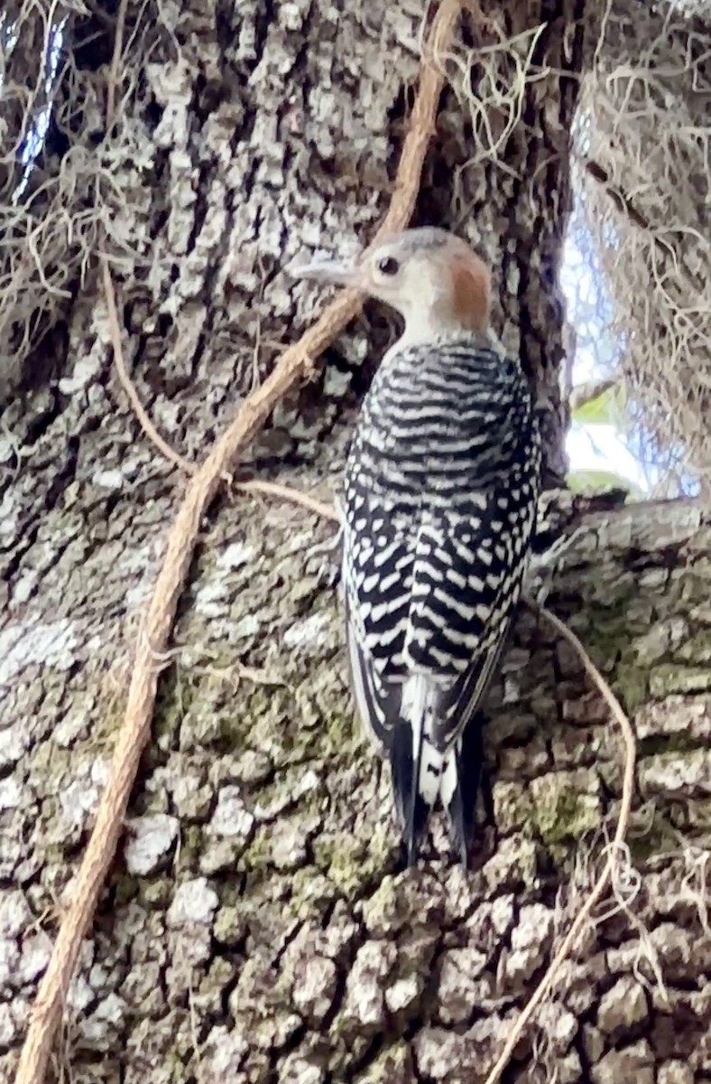 Red-bellied Woodpecker - ML618389578