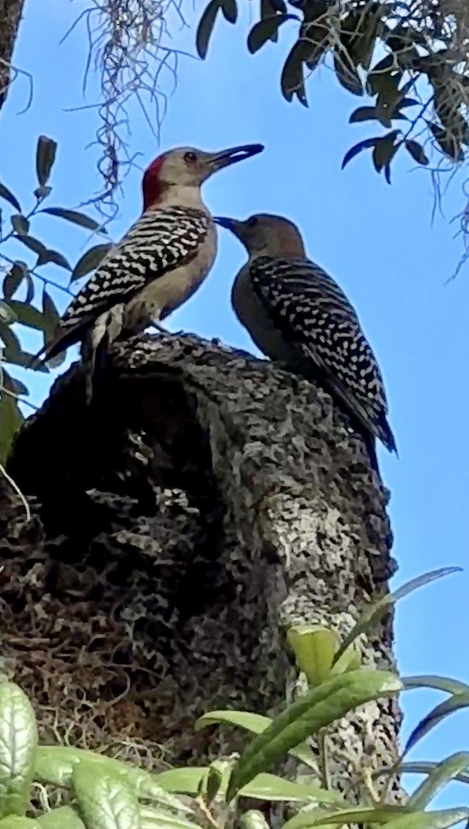 Red-bellied Woodpecker - ML618389579