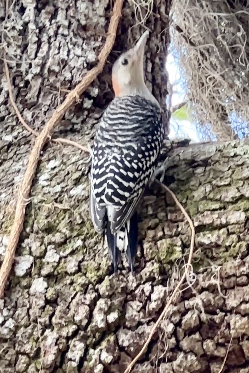 Red-bellied Woodpecker - ML618389580