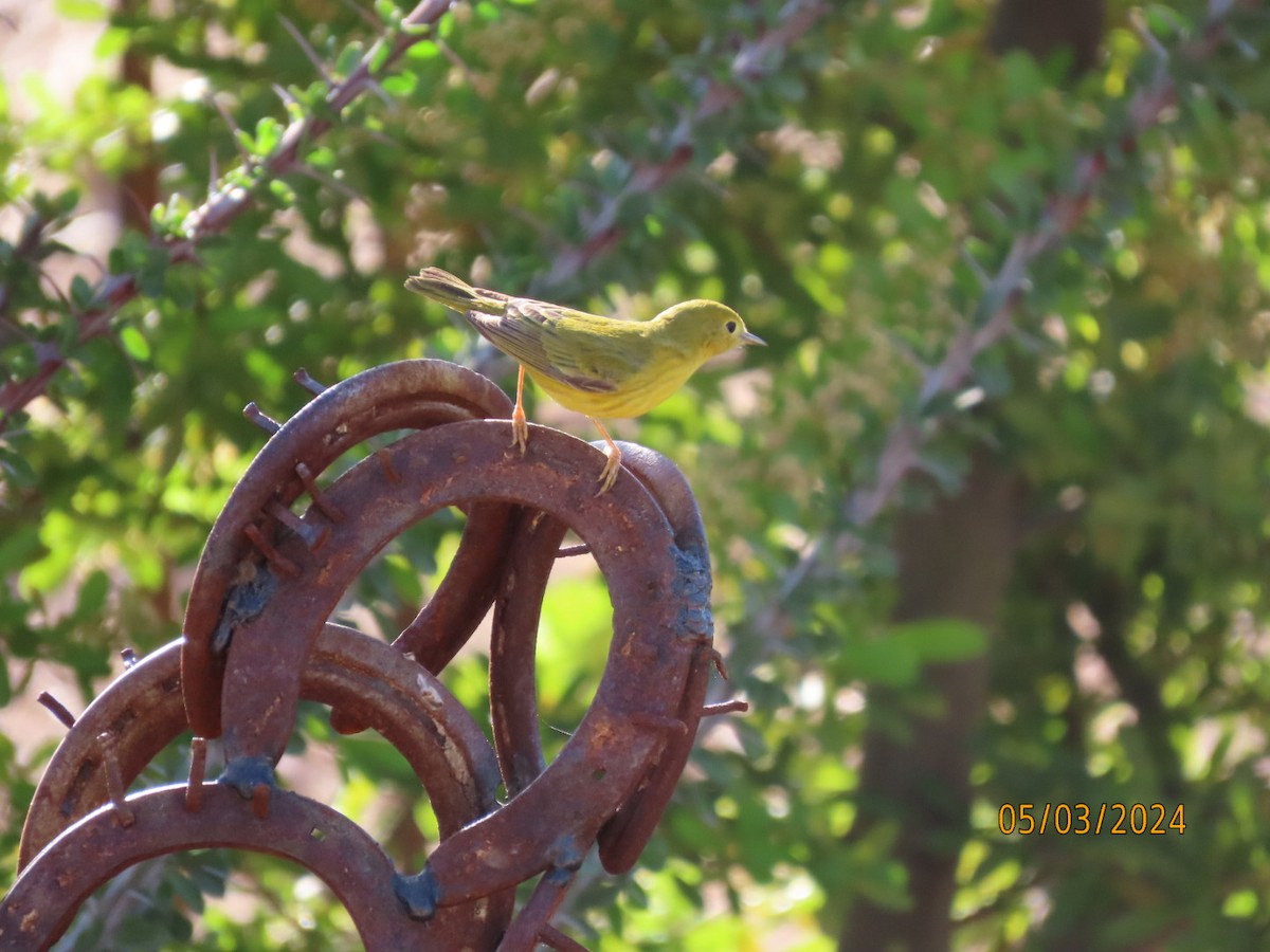 Yellow Warbler - ML618389598