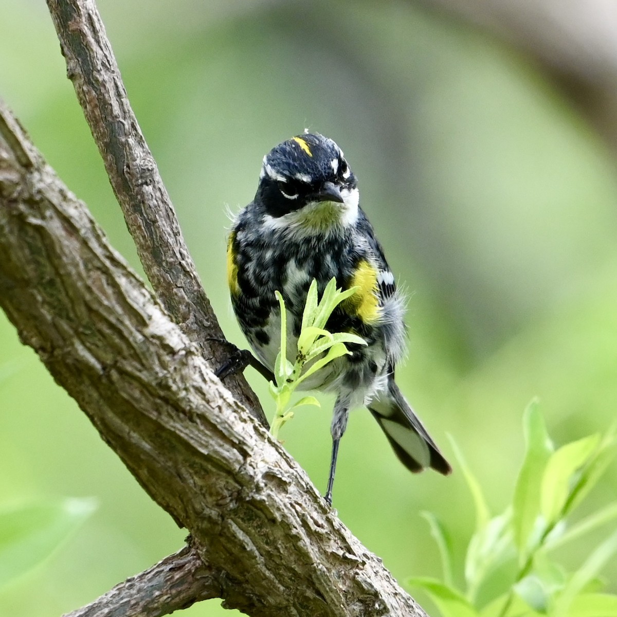Yellow-rumped Warbler - Mike Saccone