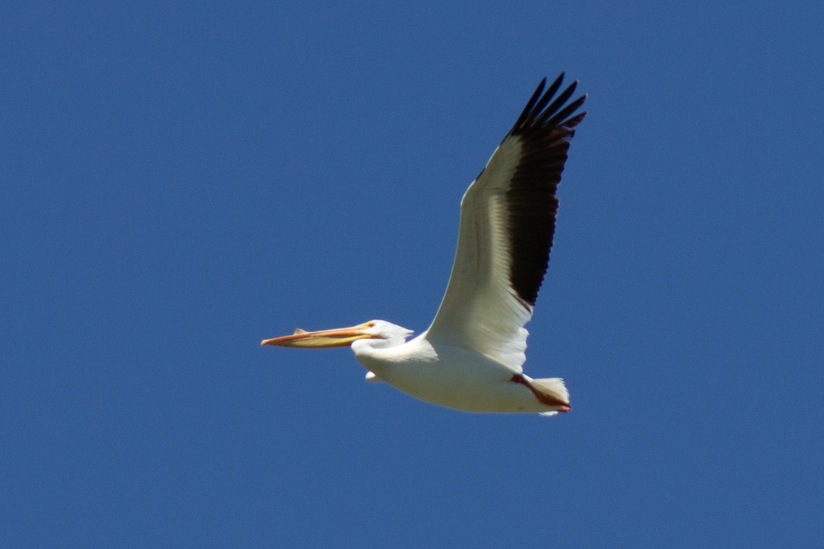 American White Pelican - Yixiao Liu