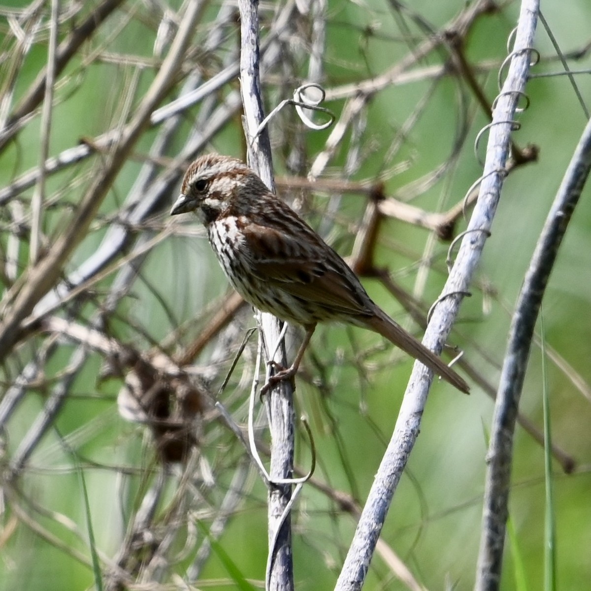Song Sparrow - Mike Saccone