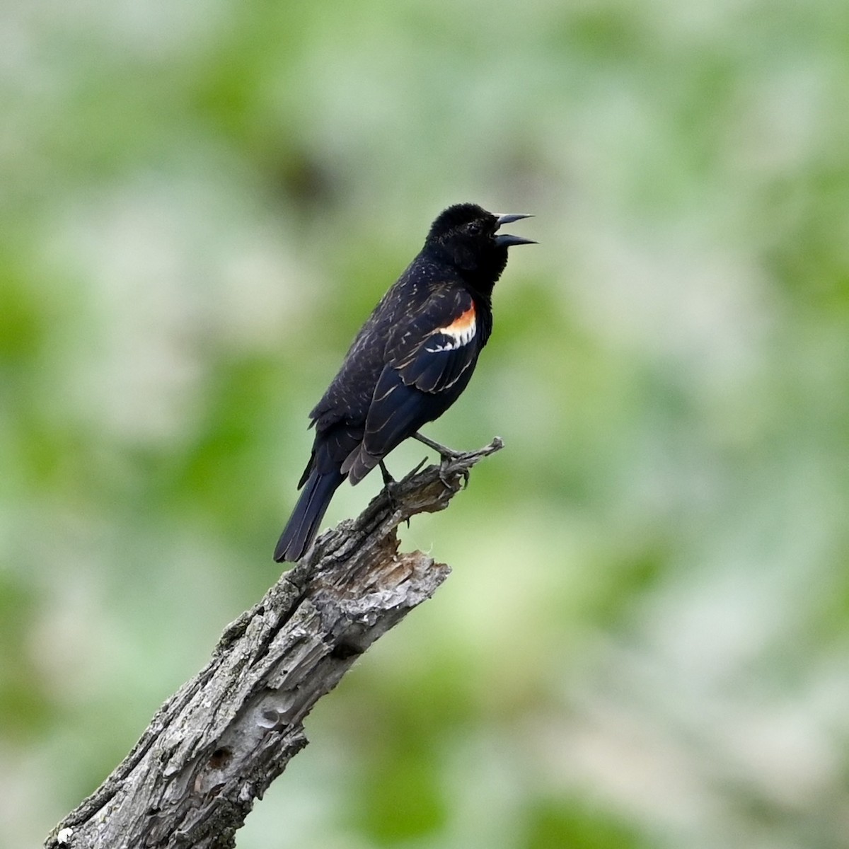 Red-winged Blackbird - Mike Saccone
