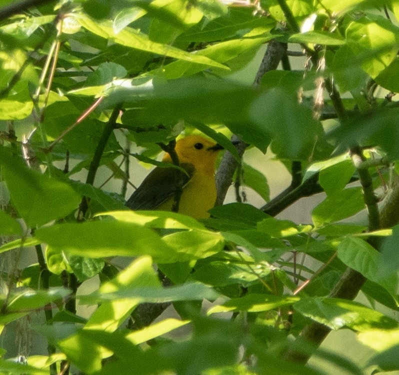 Prothonotary Warbler - ML618389635