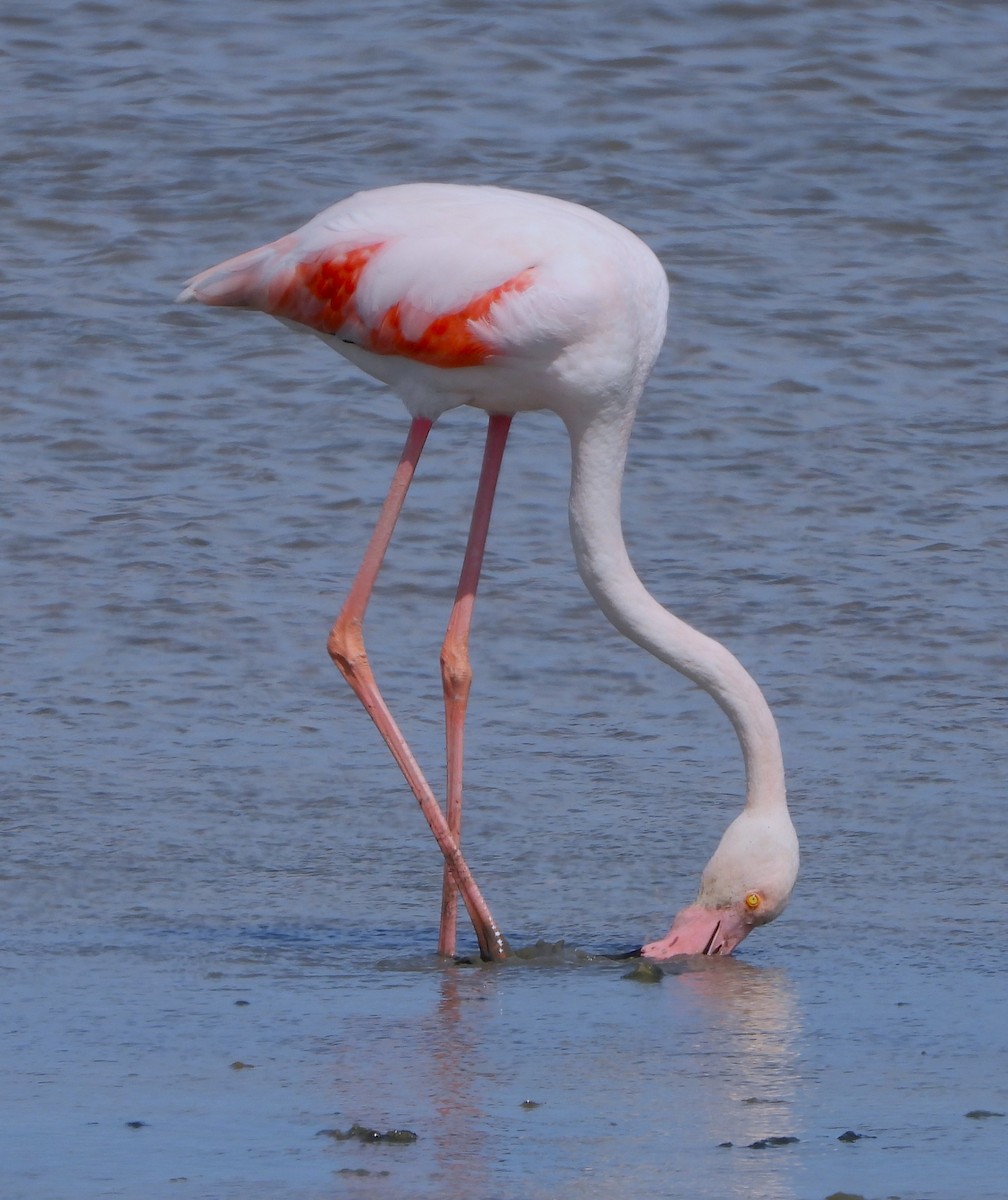 Greater Flamingo - ML618389647