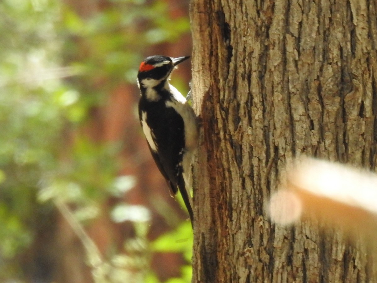 Hairy Woodpecker - ML618389688