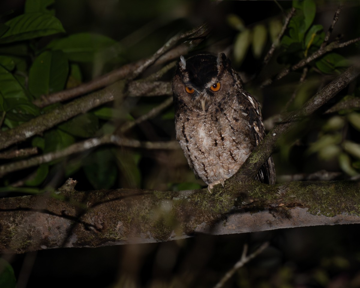 Rajah Scops-Owl (Sumatran) - Heyn de Kock