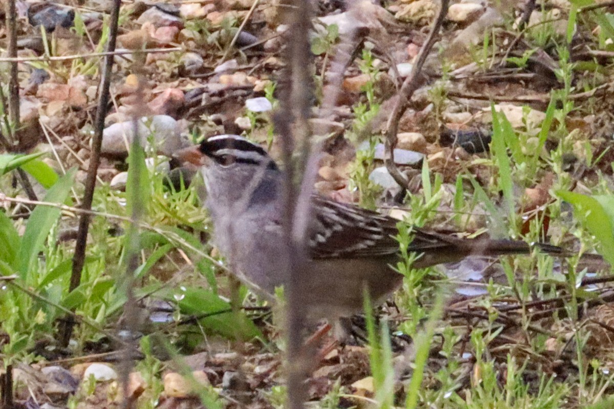 White-crowned Sparrow - ML618389723