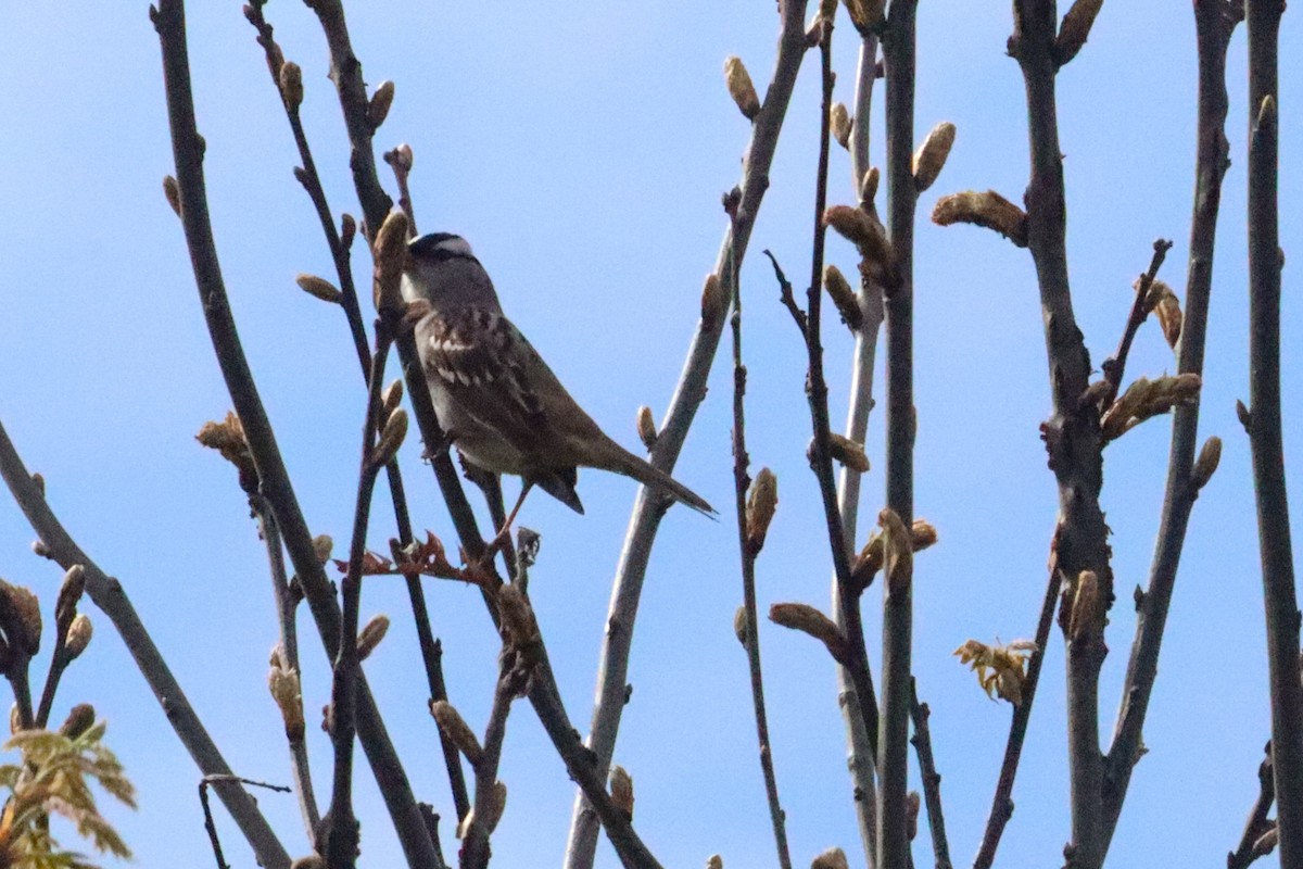 White-crowned Sparrow - ML618389725