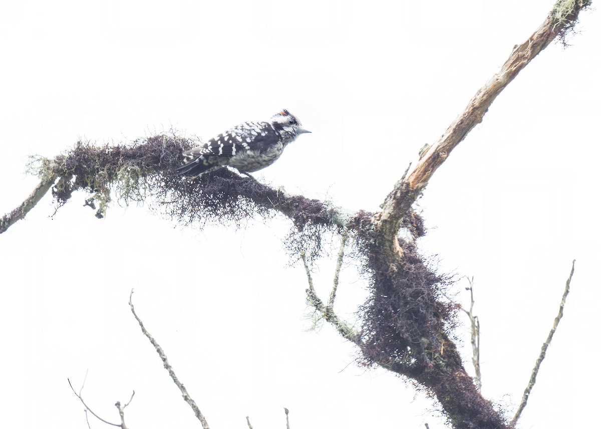 Gray-capped Pygmy Woodpecker - ML618389731