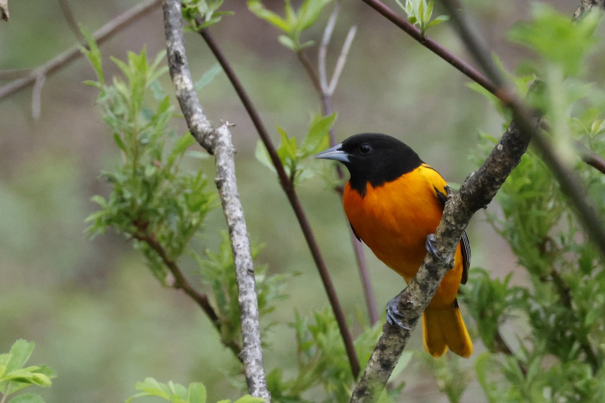 Baltimore Oriole - Larry Therrien