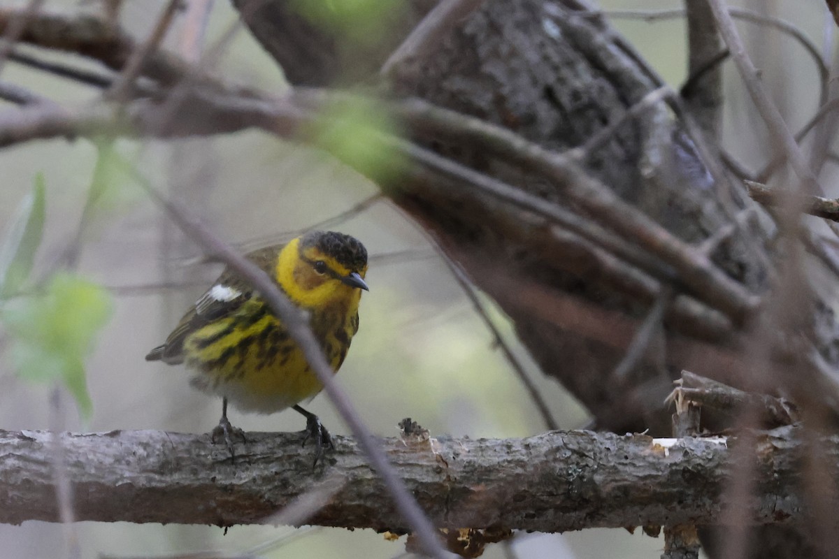 Cape May Warbler - Larry Therrien