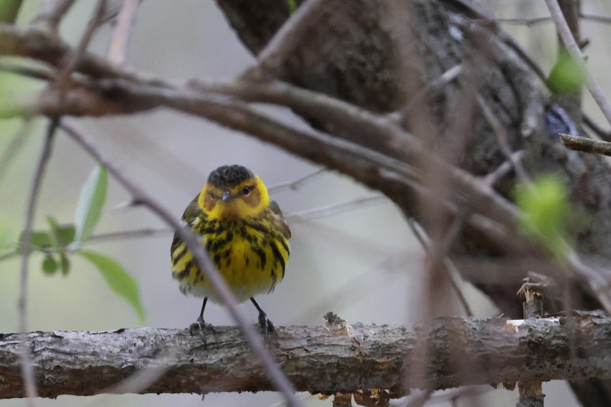 Cape May Warbler - ML618389754