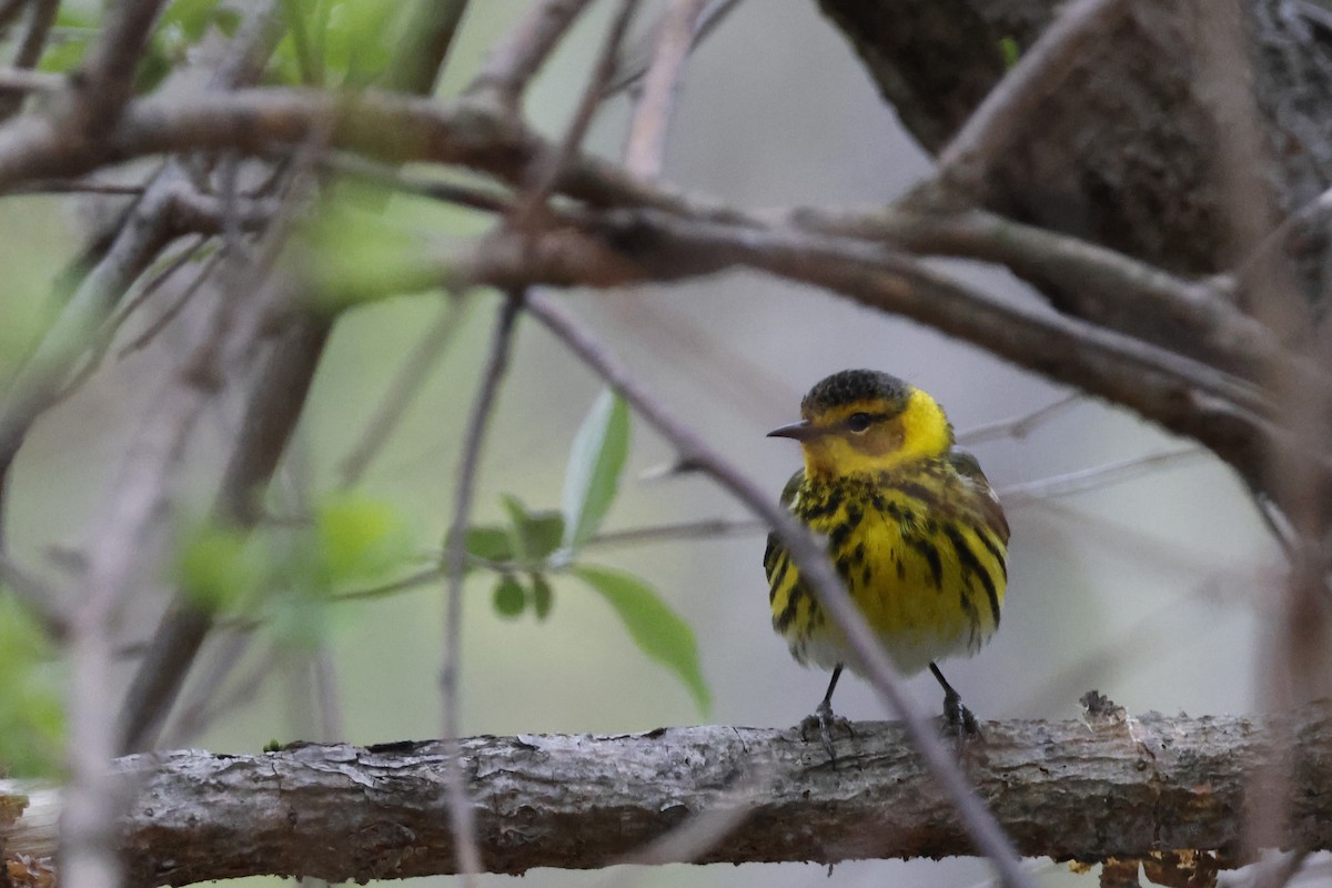 Cape May Warbler - ML618389755