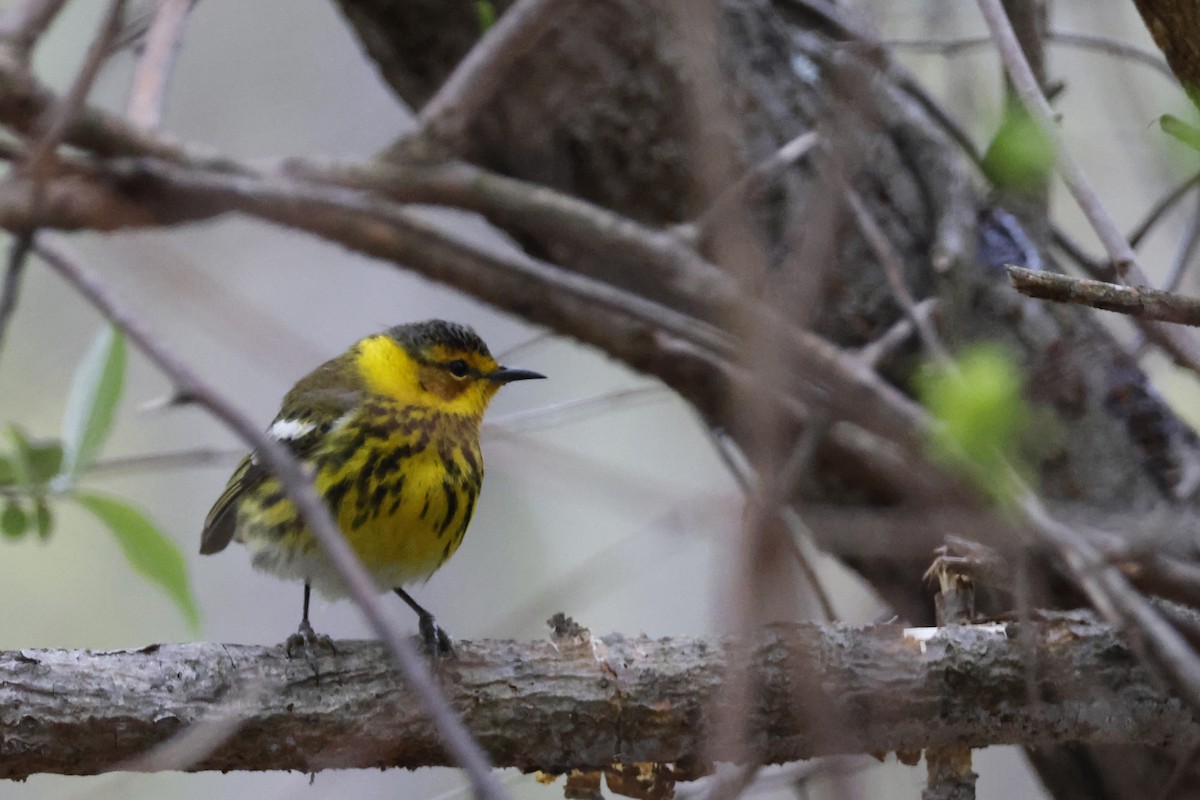 Cape May Warbler - ML618389756