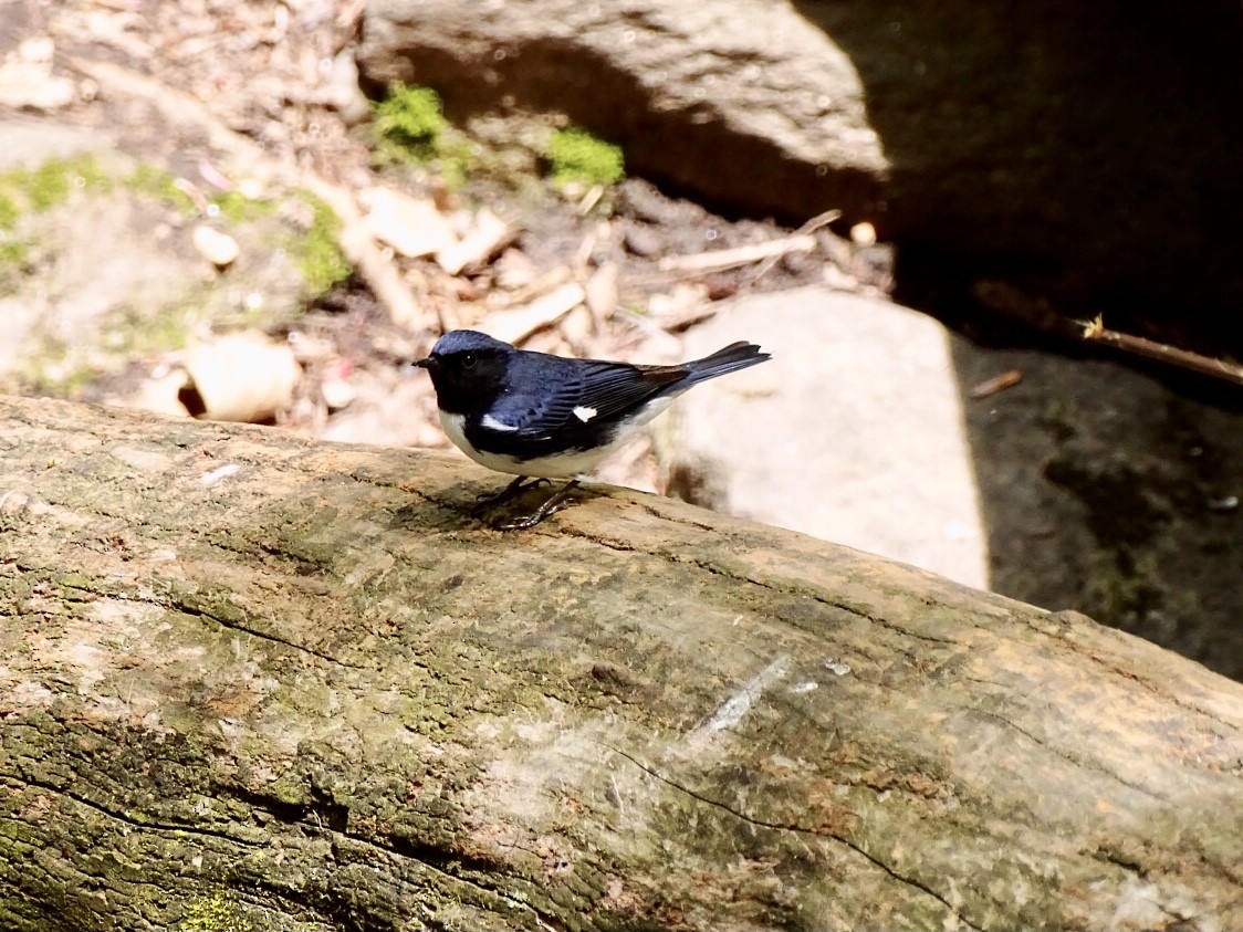 Black-throated Blue Warbler - ML618389769