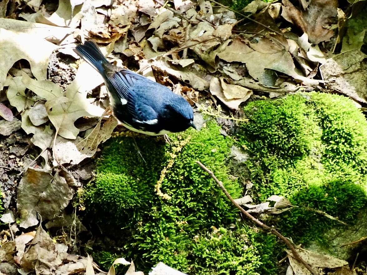 Black-throated Blue Warbler - ML618389770
