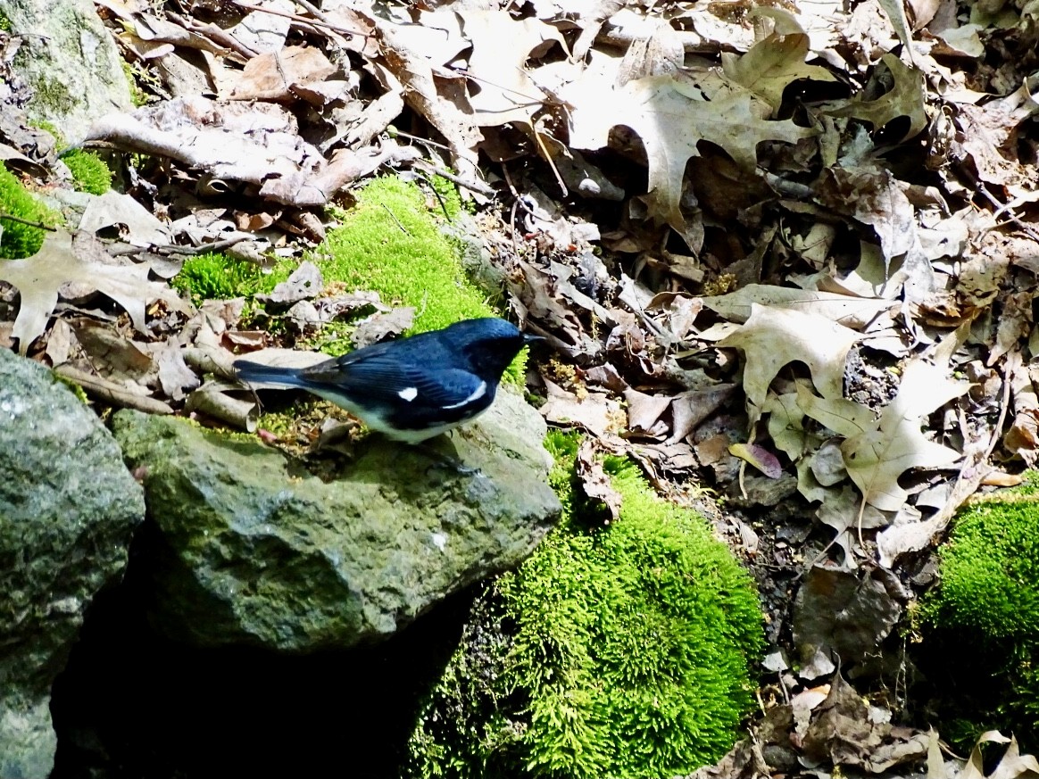 Black-throated Blue Warbler - ML618389771