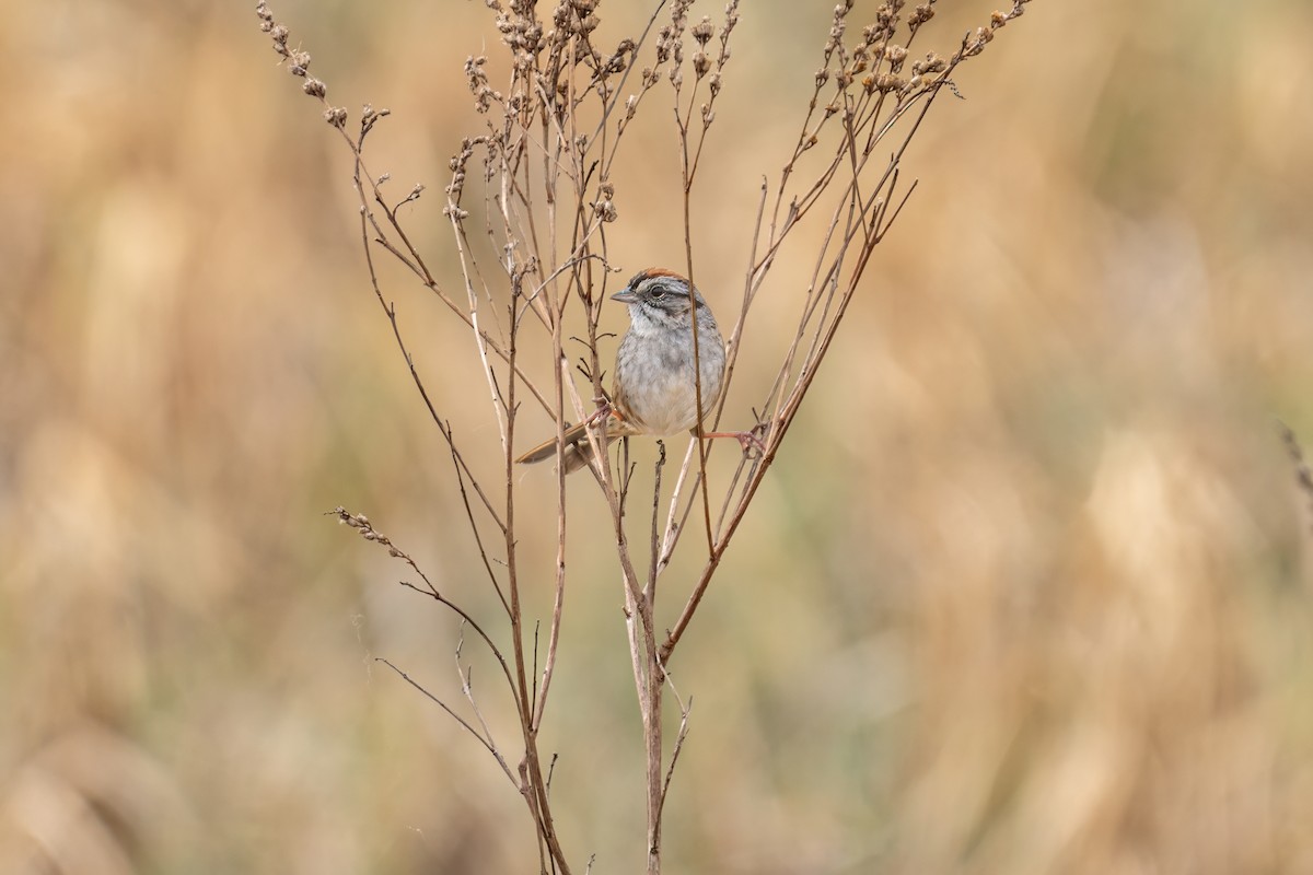 Swamp Sparrow - ML618389798