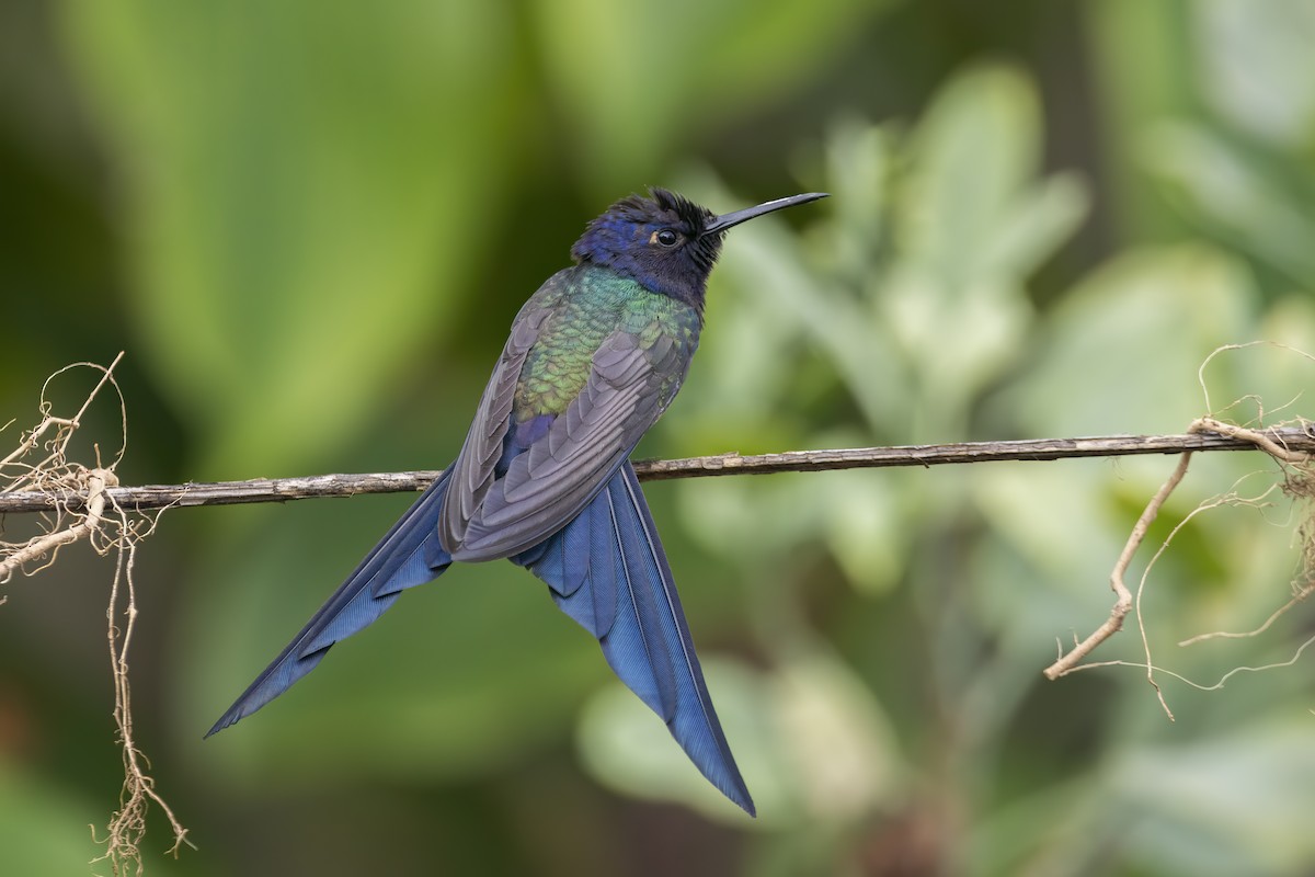 Swallow-tailed Hummingbird - Luiz Matos
